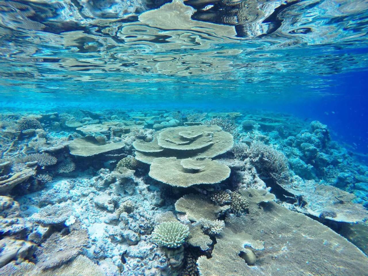 Koimala Beach Ukulhas Luaran gambar